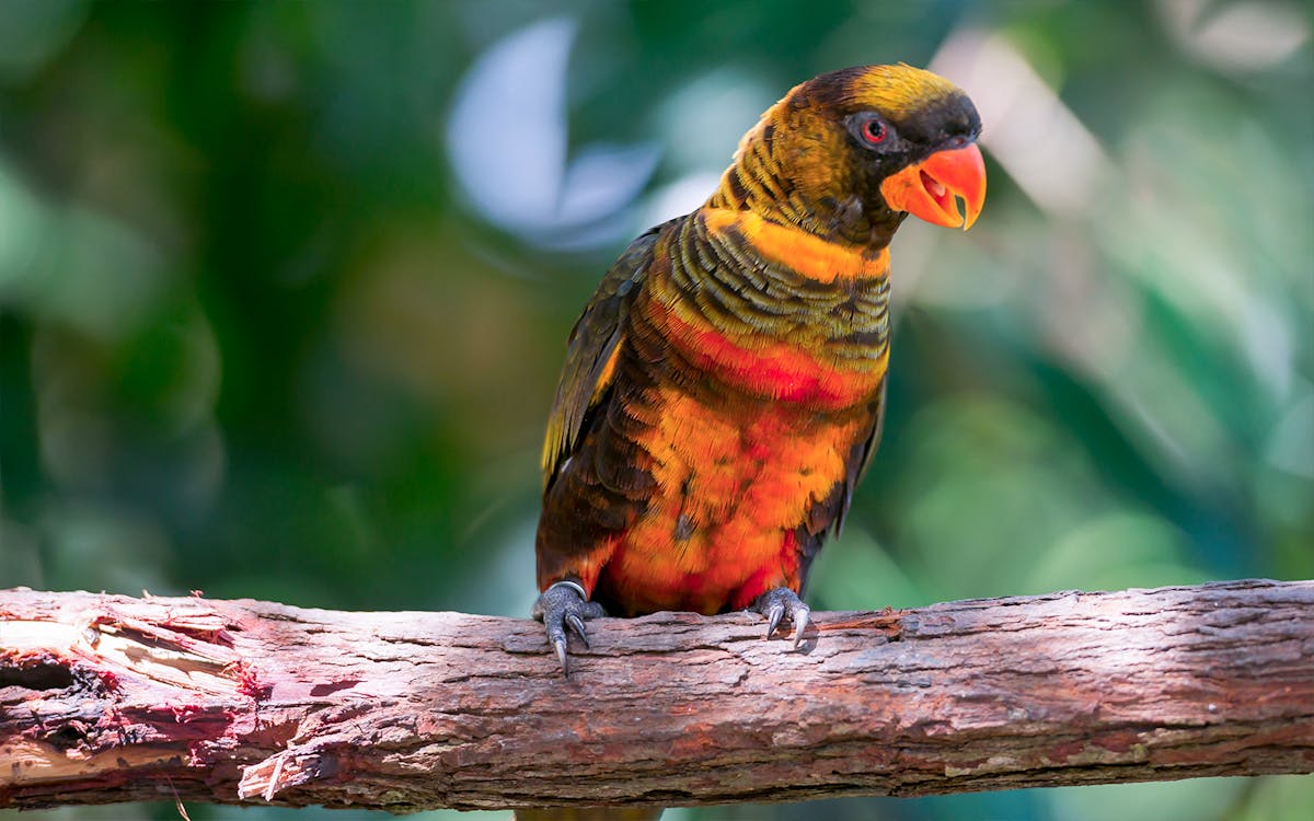 birdworld kuranda ticket-6 birdworld kuranda ticket-6