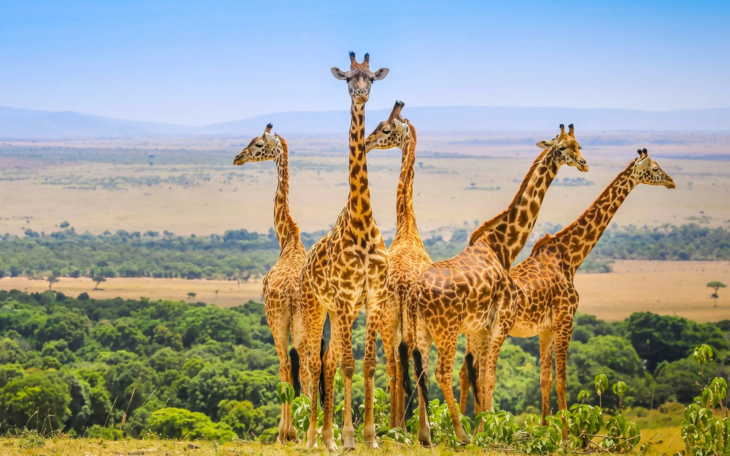 Giraffes standing in Maasai Mara savannah, Kenya.