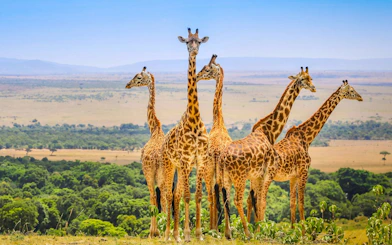 Giraffes standing in Maasai Mara savannah, Kenya.