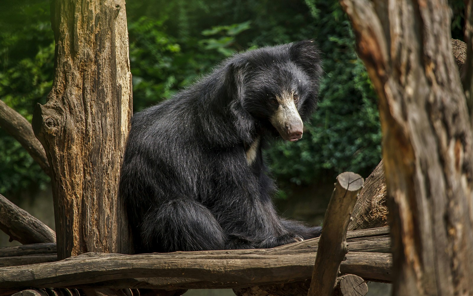 Indian sloth bear sitting on a tree branch in a forest setting.