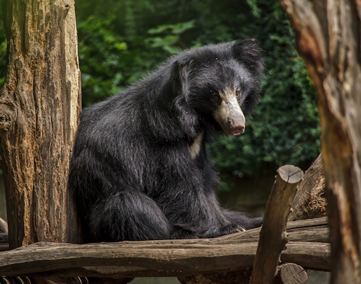 Night Safari Singapore - Sloth Bear