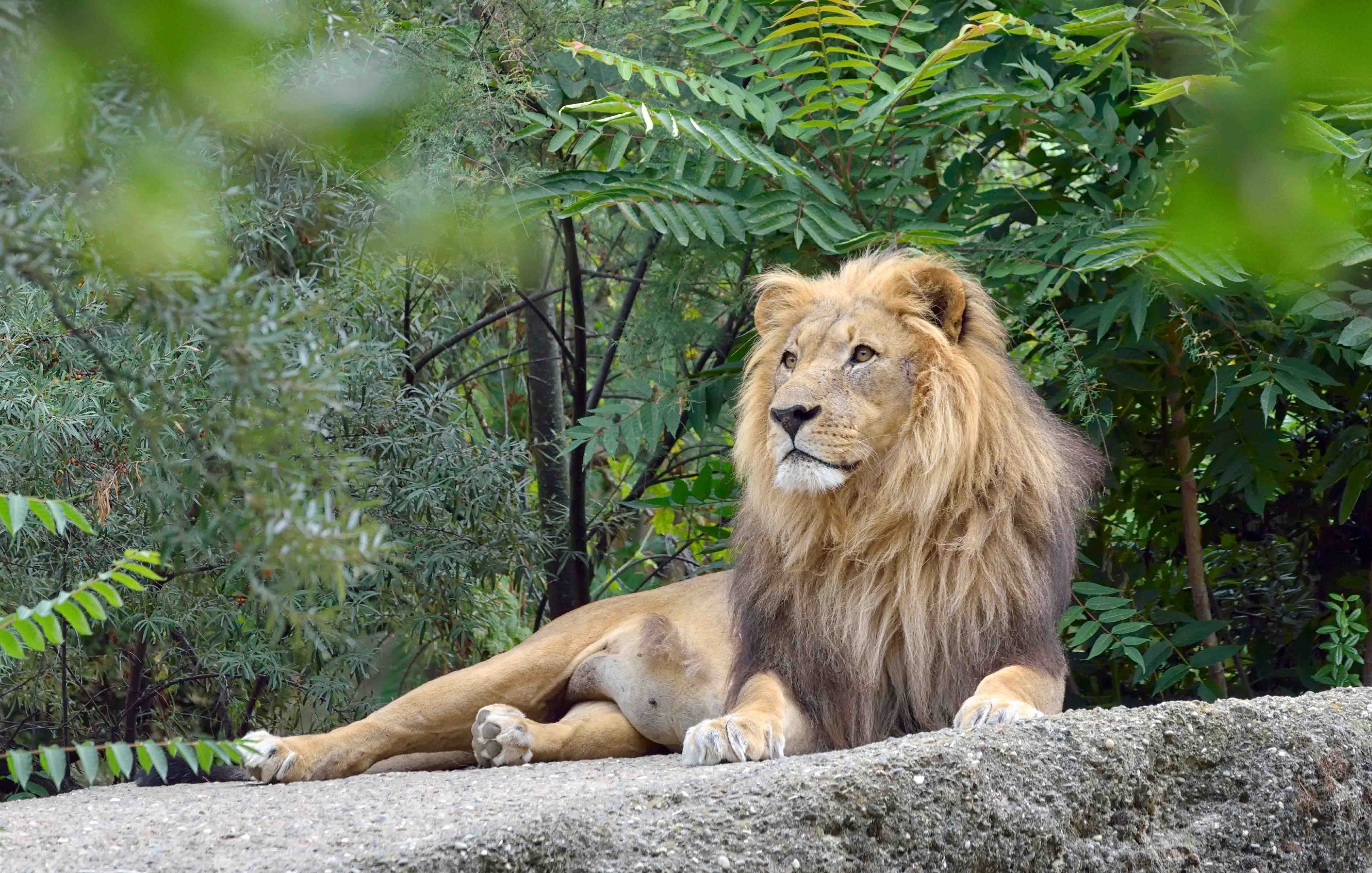 Zoológico de Auckland