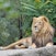 Auckland Zoo