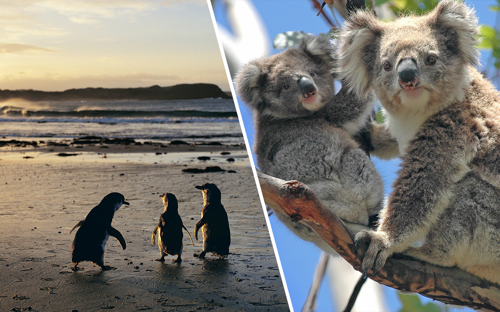 Penguins at Phillip Island Nature Parks with scenic coastal backdrop.