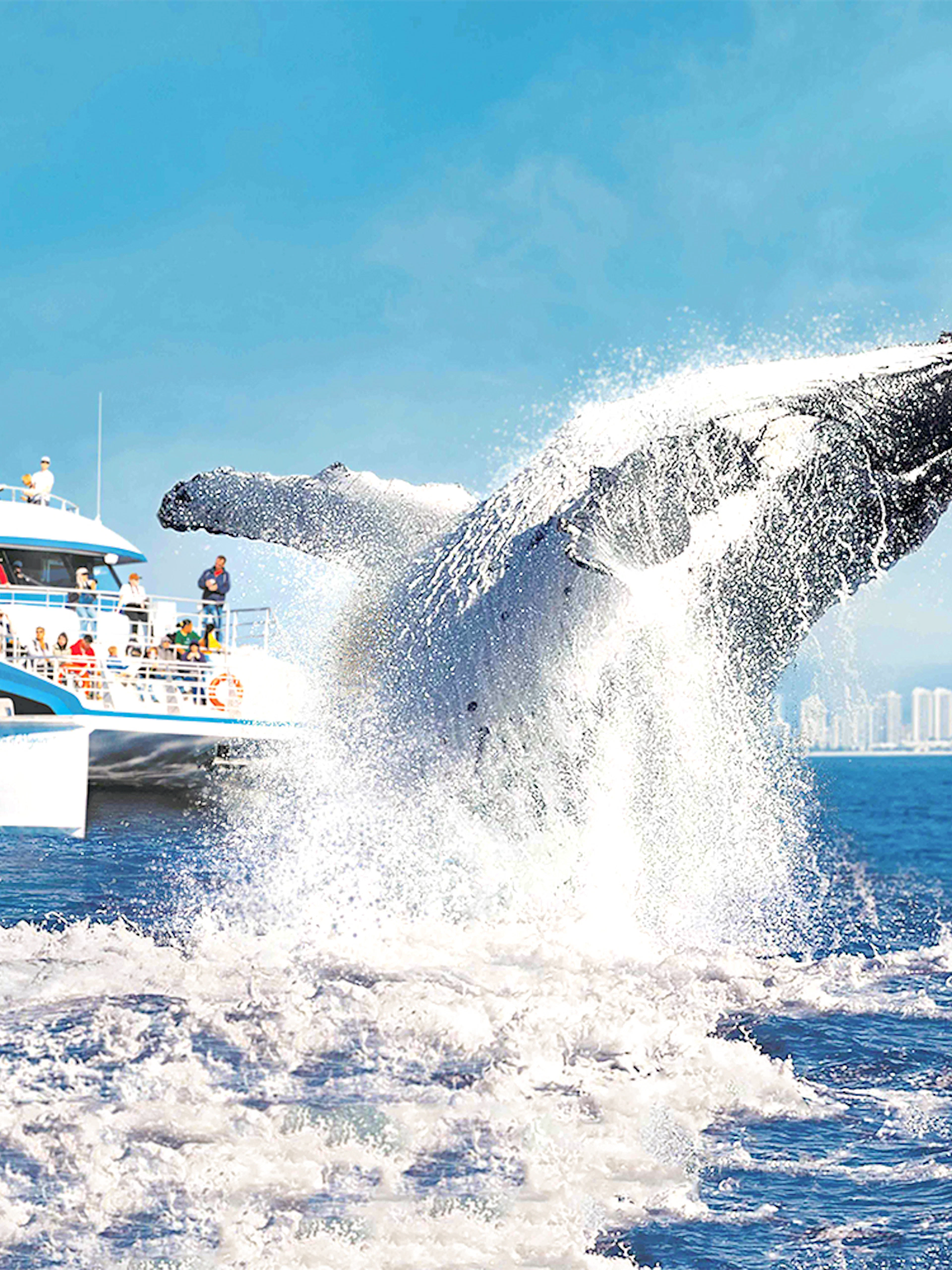 Whale breaching near a cruise ship on a whale watching tour with city skyline in the background.