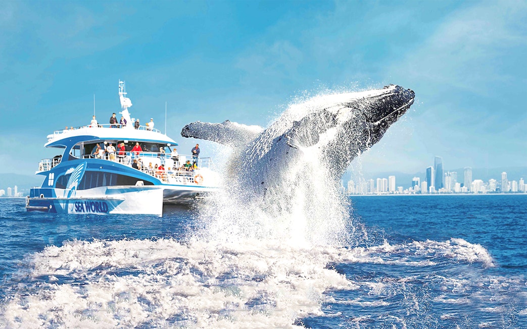 Whale breaching near a cruise ship on a whale watching tour with city skyline in the background.