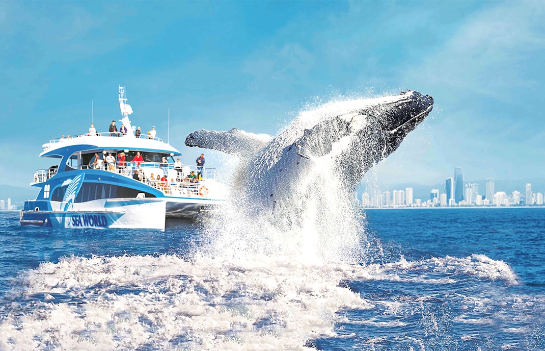 Premium Whale Watching Cruise