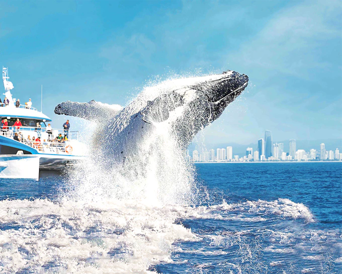 Premium Whale Watching Cruise by SeaWorld