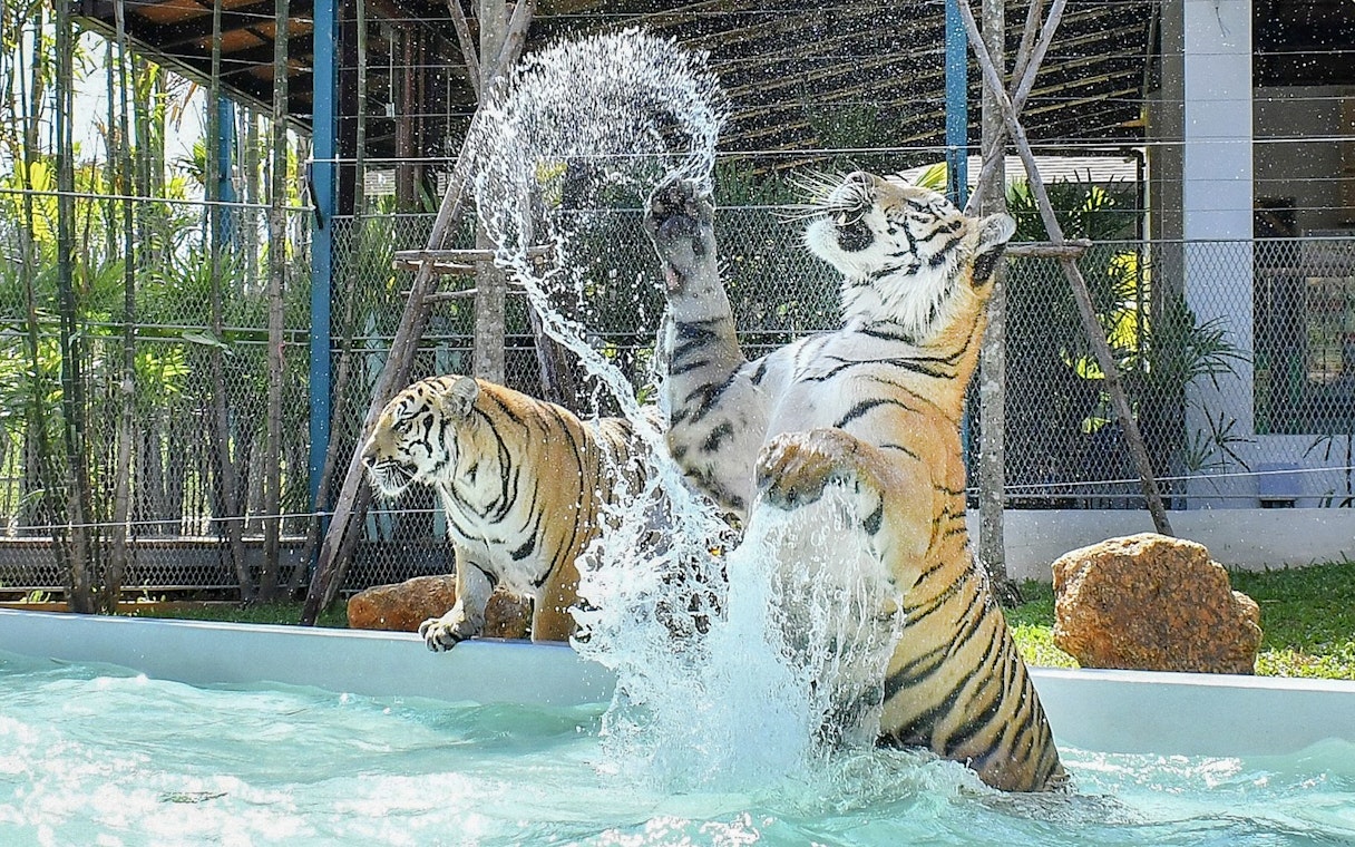 Tigers playing in water at Tiger Park with interactive experience.