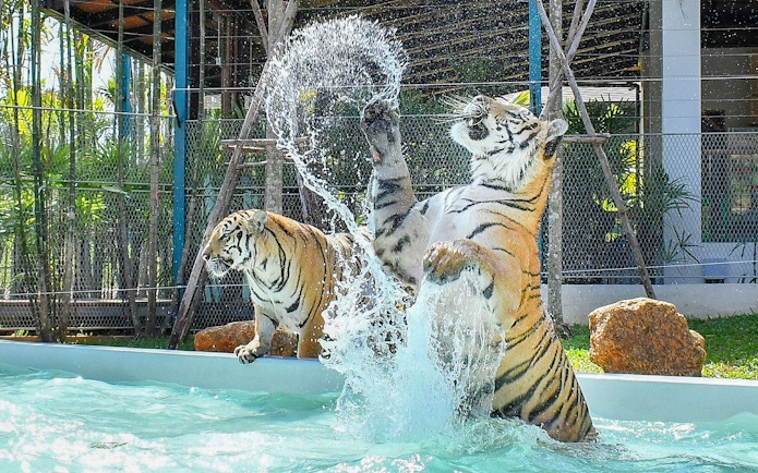 Tigers playing in water at Tiger Park with interactive experience.