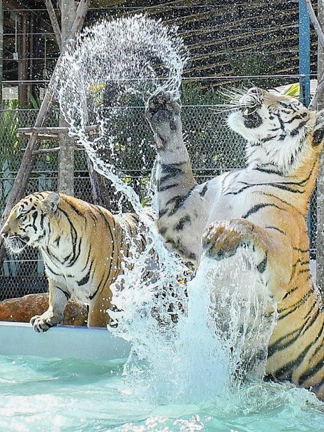 Tigers playing in water at Tiger Park with interactive experience.