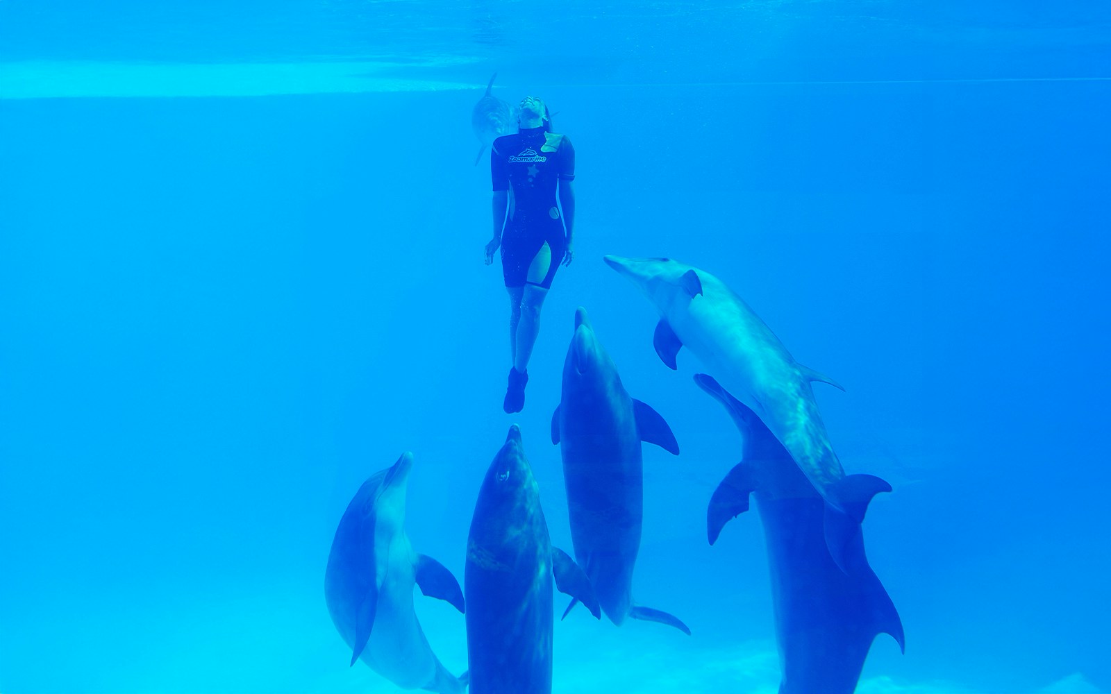 Dolphins performing at Zoomarine Algarve with trainers in a pool.