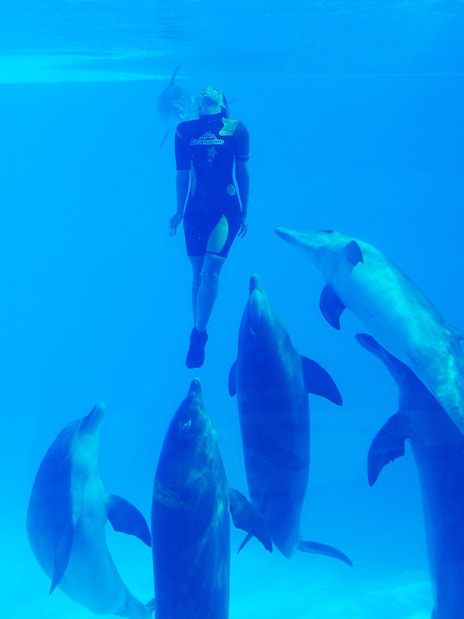 Diver swimming with dolphins at Zoomarine Algarve show.