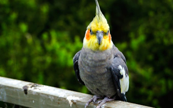 Cockatiel perched on a wooden railing at Tricao Park, Santiago.