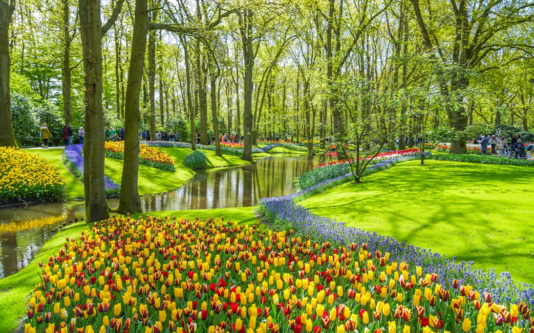 Tulips in bloom along a stream at Keukenhof Gardens, Netherlands.