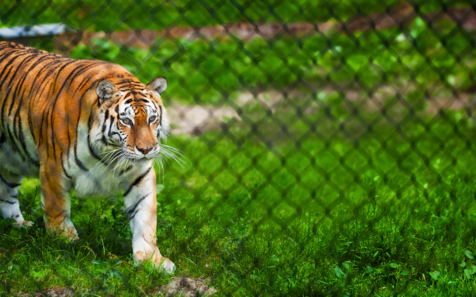 Tiger walking behind a fence at Six Flags Wild Safari.