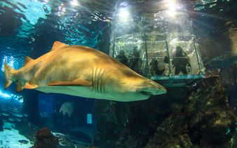 Shark swimming near viewing cage at Barcelona Aquarium.