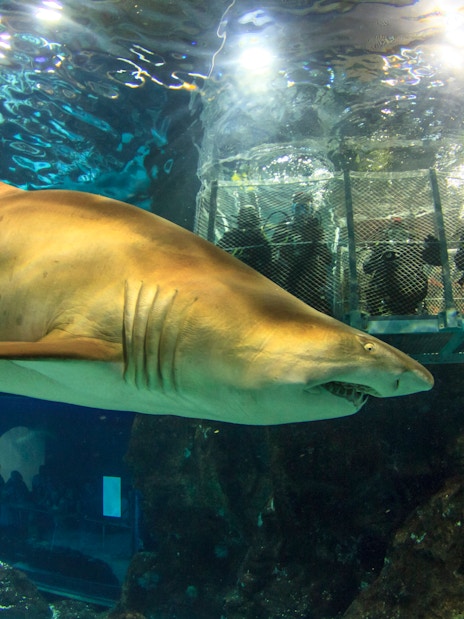 Shark swimming near viewing cage at Barcelona Aquarium.