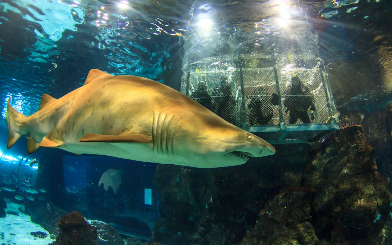 Shark swimming near viewing cage at Barcelona Aquarium.