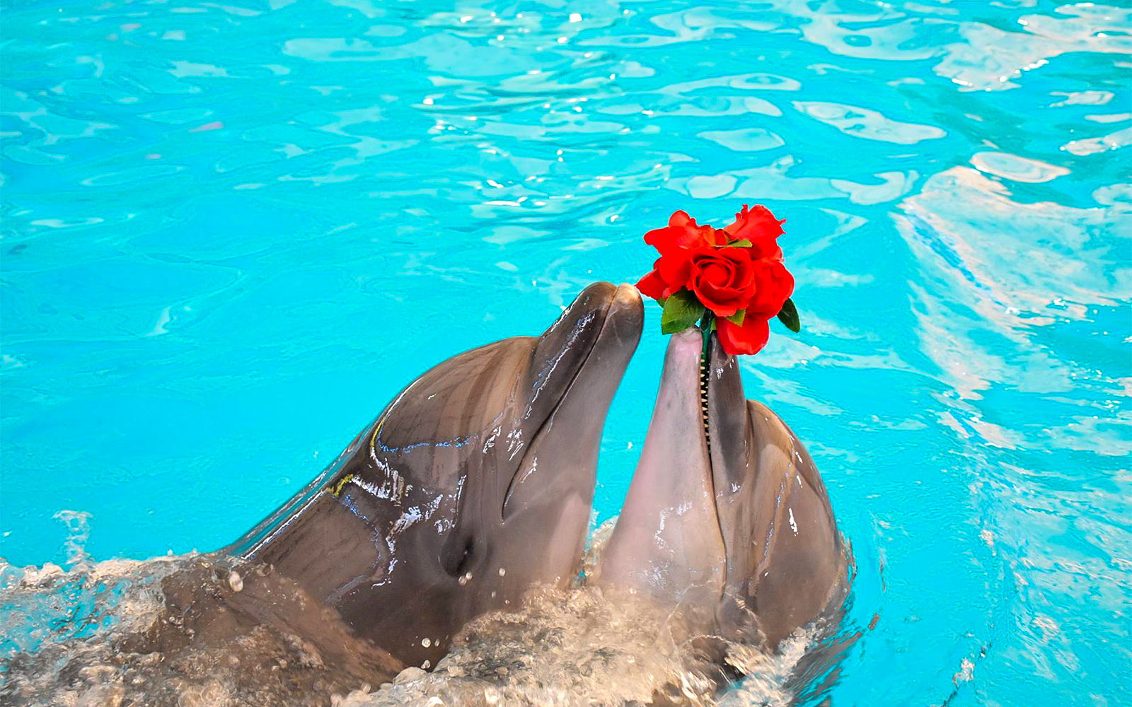 Dolphins holding red roses in their mouths at Phuket Dolphin Show.