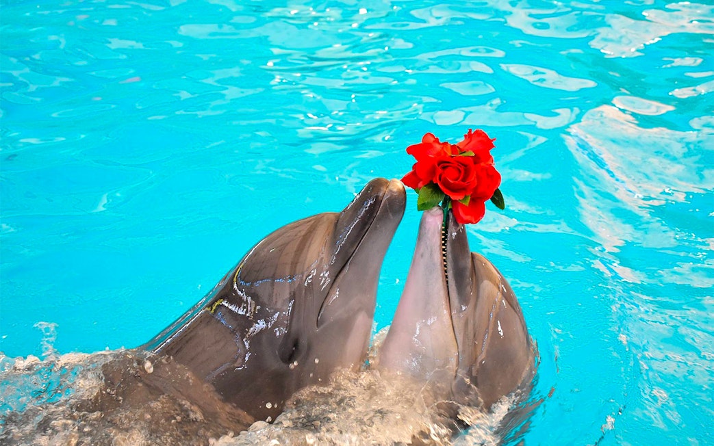 Dolphins holding red roses in their mouths at Phuket Dolphin Show.