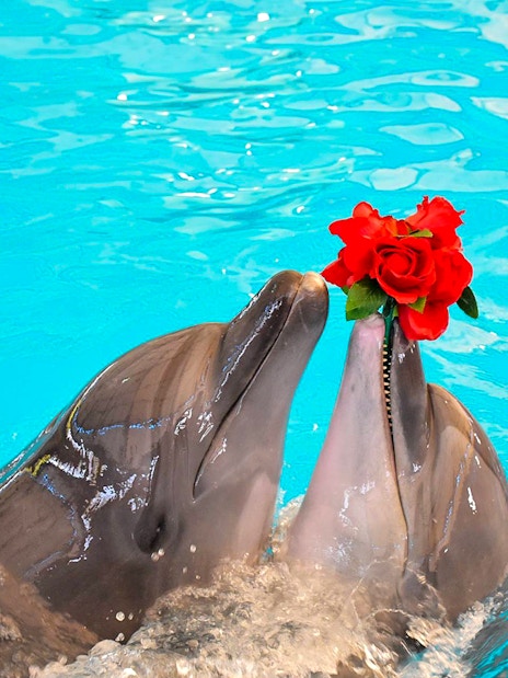 Dolphins holding red roses in their mouths at Phuket Dolphin Show.