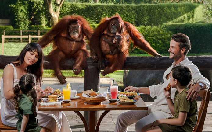 Bali Zoo-pakke: Adgangsbillet, morgenmad med orangutanger og sjov i mudderet med elefanter
