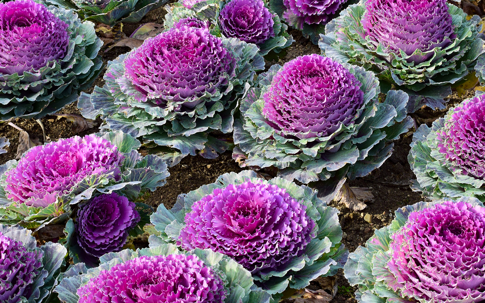 Purple ornamental cabbages in Château of Villandry Gardens, France.