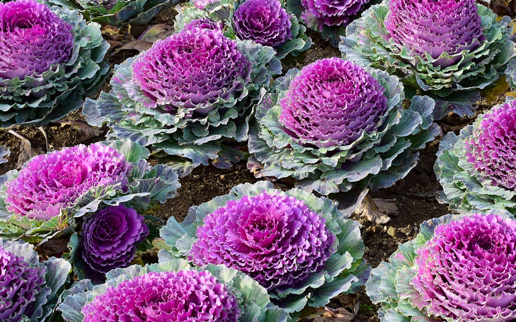Purple ornamental cabbages in Château of Villandry Gardens, France.