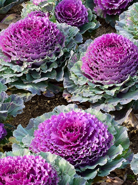 Purple ornamental cabbages in Château of Villandry Gardens, France.