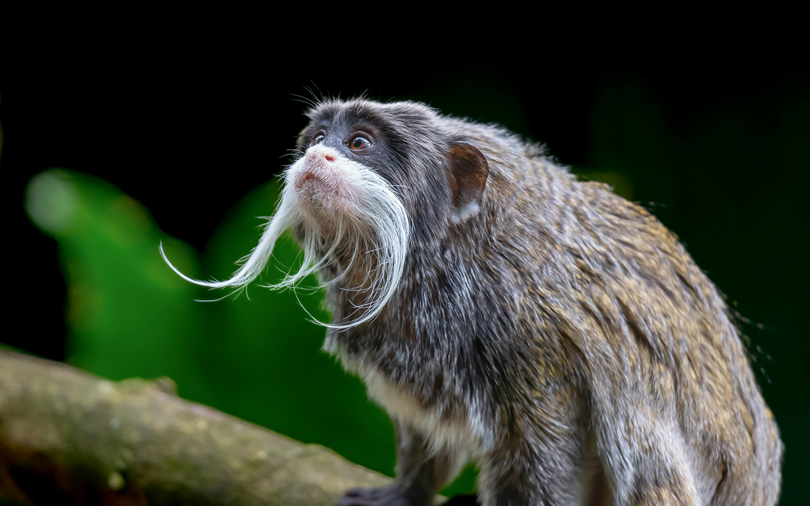 Rainforest House - Schonbrunn Zoo