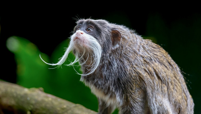 Rainforest House - Schonbrunn Zoo