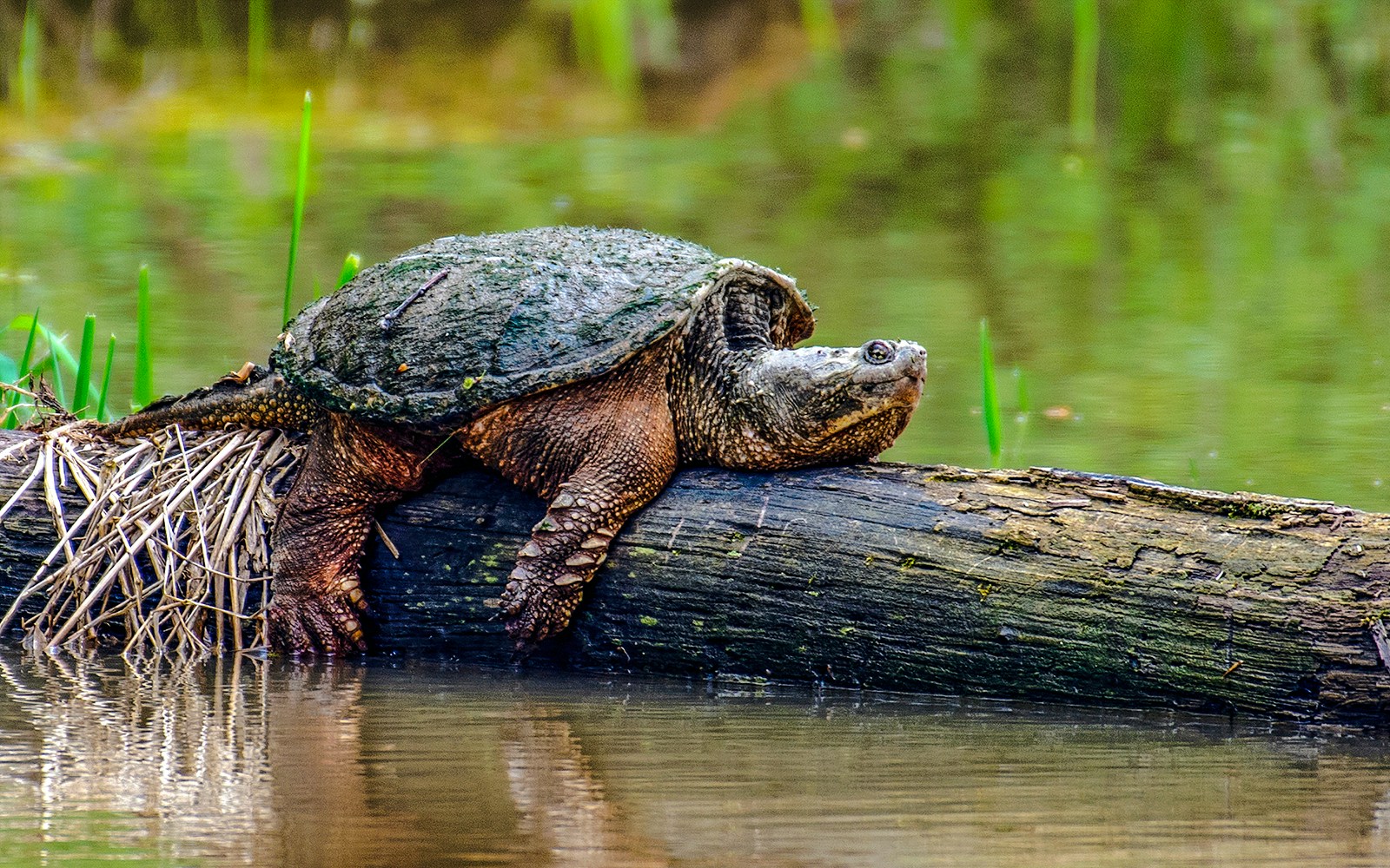 Turtle swimming in wetlands habitat at Dreamworld, Gold Coast.