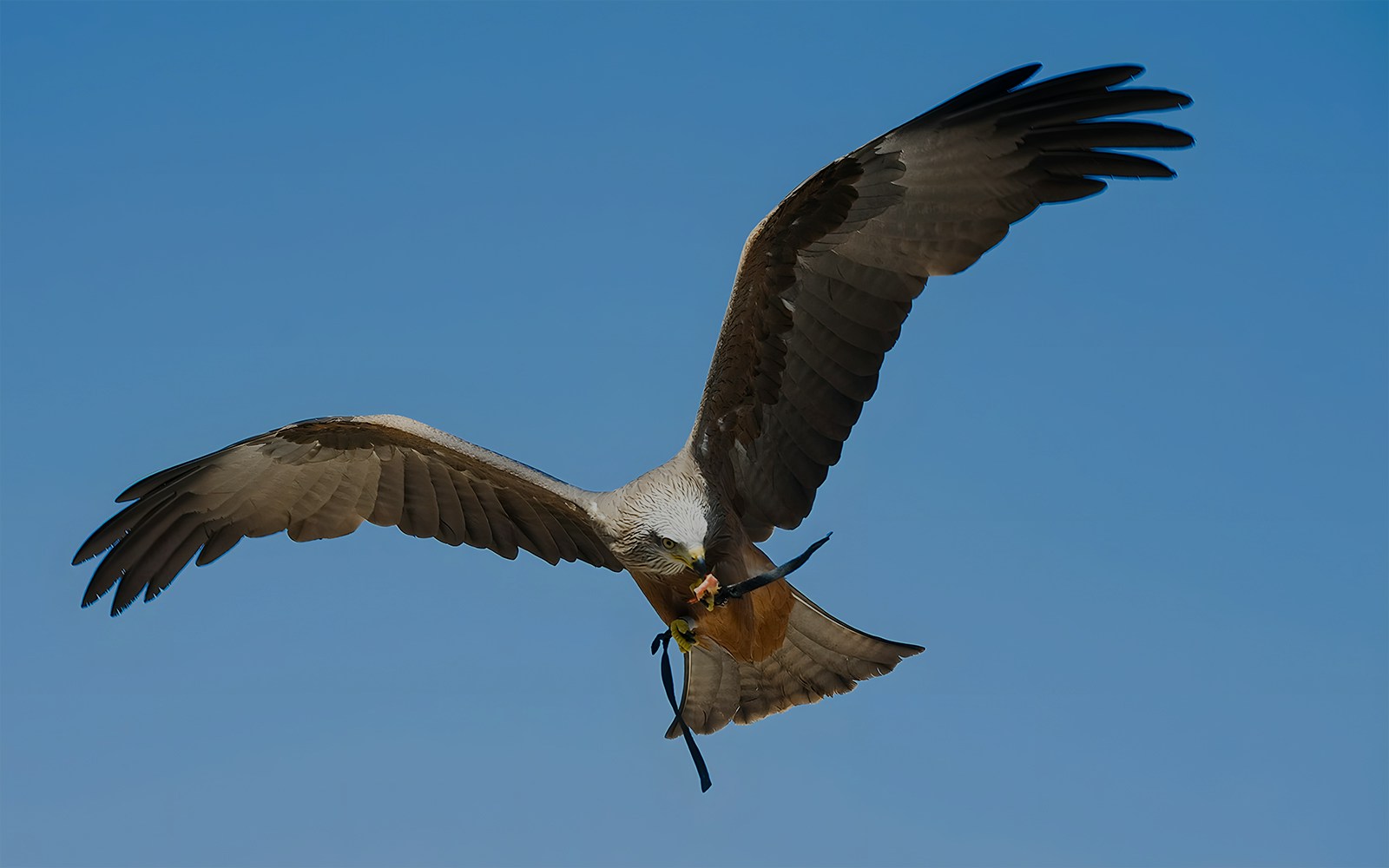 View of Eagle flying inside Bronx Zoo