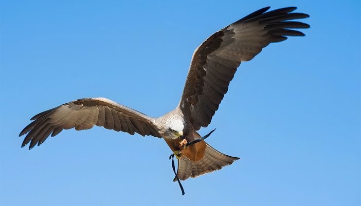 Air Show at Cologne Zoo