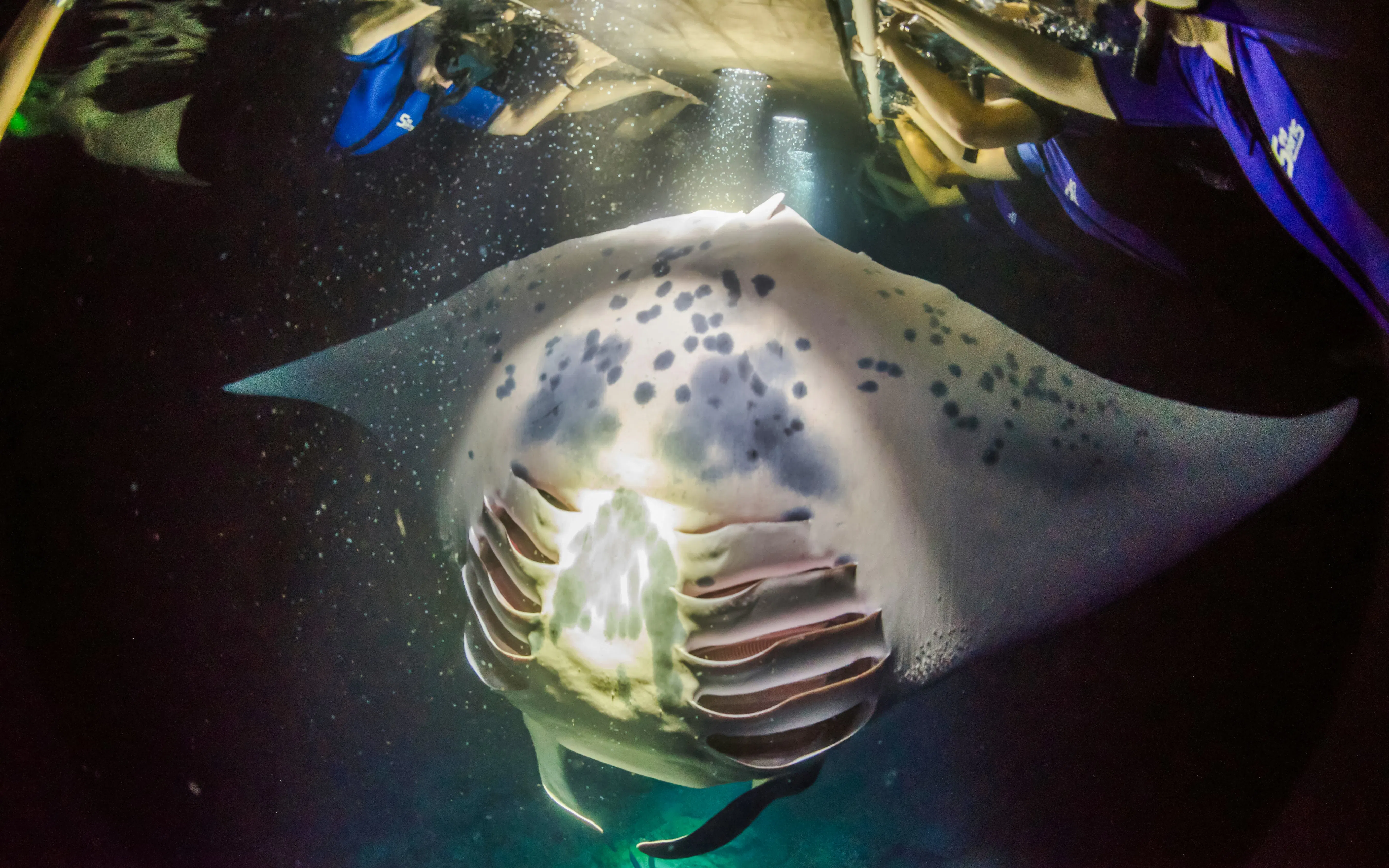 Manta ray swimming during a night snorkel tour in Kona.