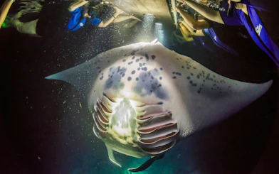 Manta ray swimming during a night snorkel tour in Kona.