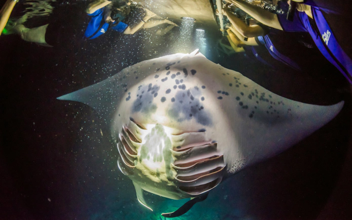 Manta ray swimming during a night snorkel tour in Kona.