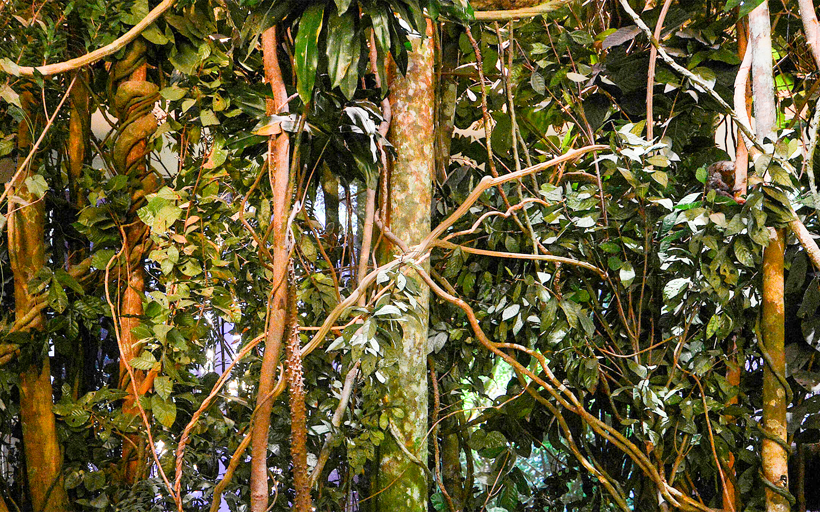 The Dzanga-Sangha Rain Forest exhibit, part of Theodore Roosevelt Hall of Biodiversity in the American Museum of Natural History
