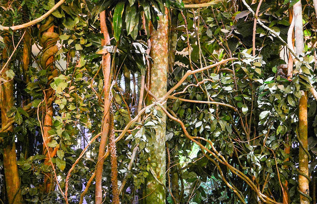The Dzanga-Sangha Rain Forest exhibit, part of Theodore Roosevelt Hall of Biodiversity in the American Museum of Natural History