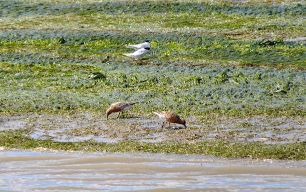 Birds foraging on the tidal flats of Ria Formosa during an eco boat tour in Algarve, Portugal.
