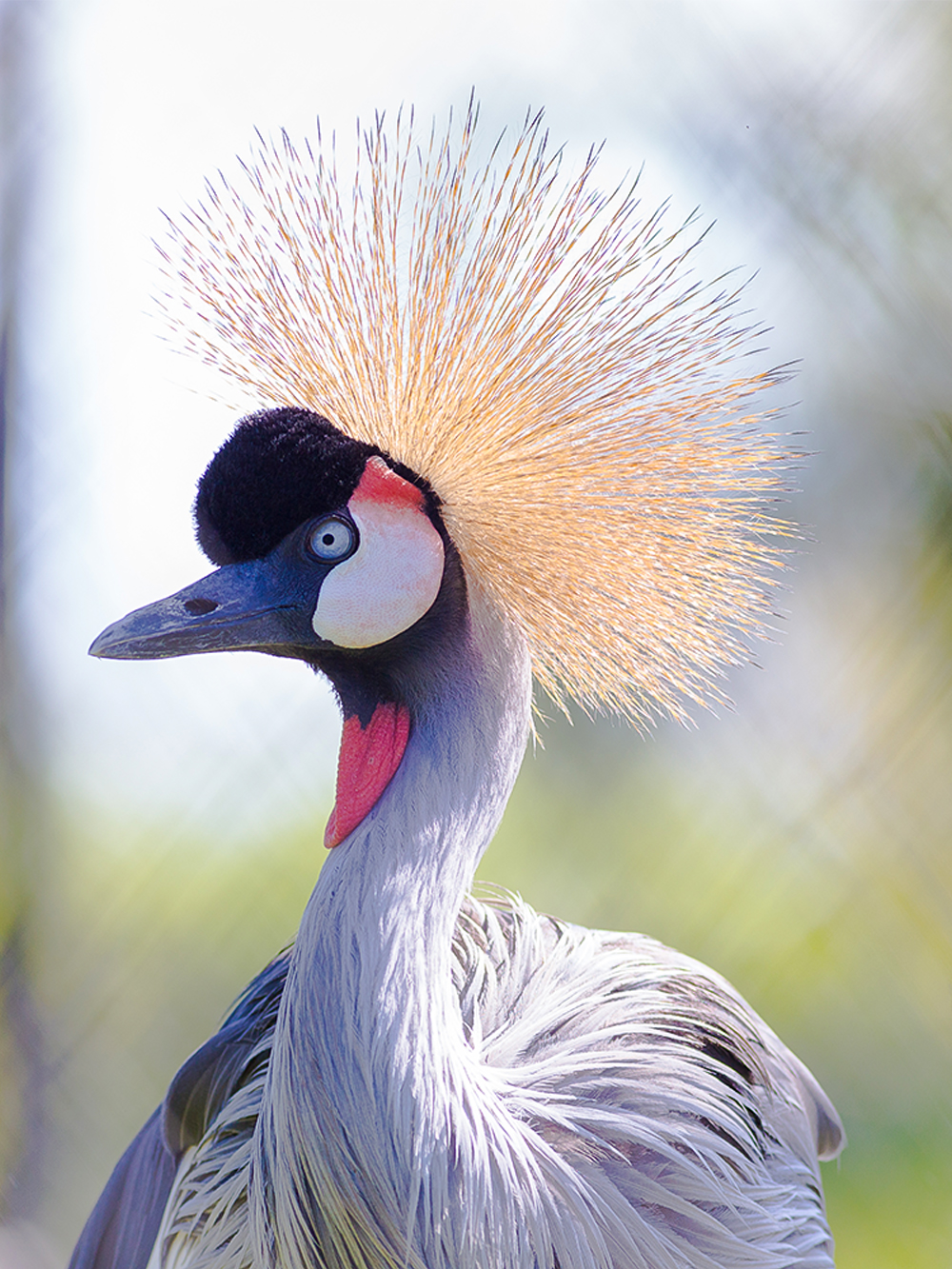 Billets pour le Langkawi Wildlife Park