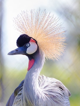 Crowned crane with striking plumage in a natural setting.