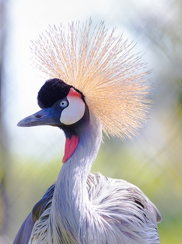 Crowned crane with striking plumage in a natural setting.