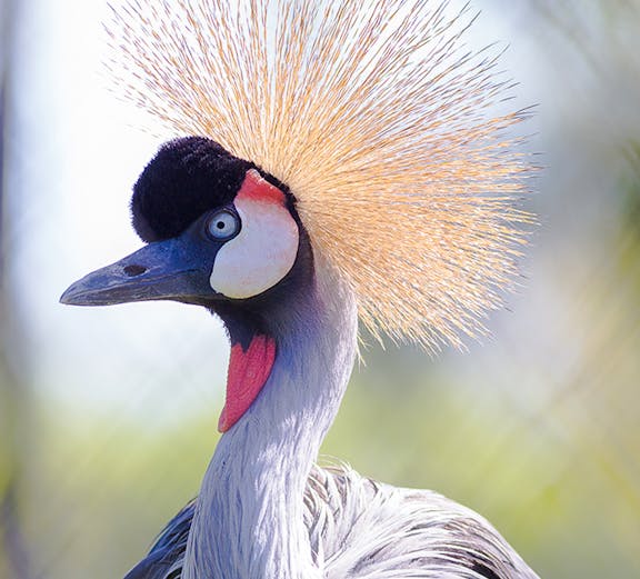 Crowned crane with striking plumage in a natural setting.