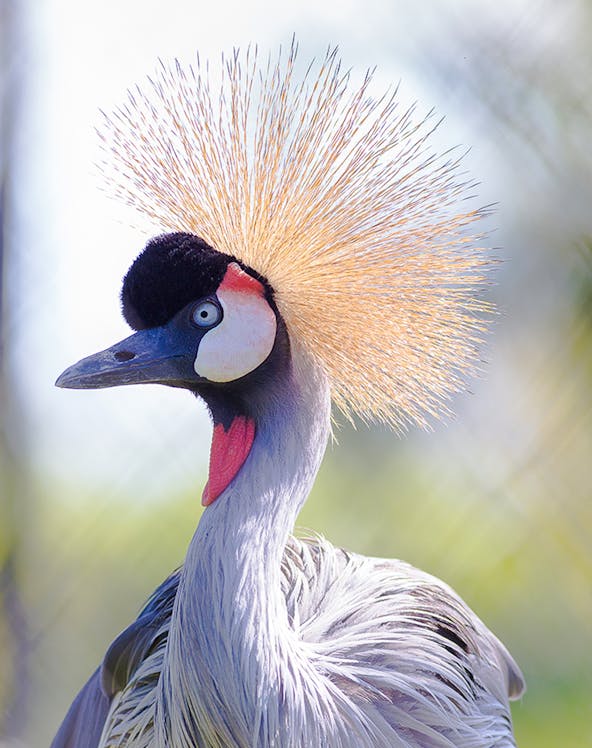 Crowned crane with striking plumage in a natural setting.