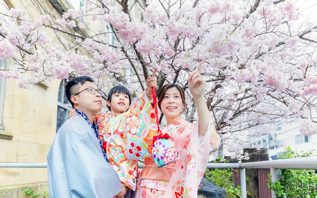 Family in kimonos under cherry blossoms in Japan.