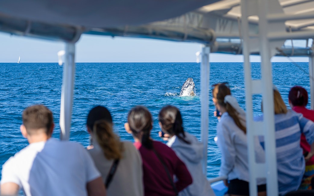 Tourists watching a whale breach from a boat on the Gold Coast.