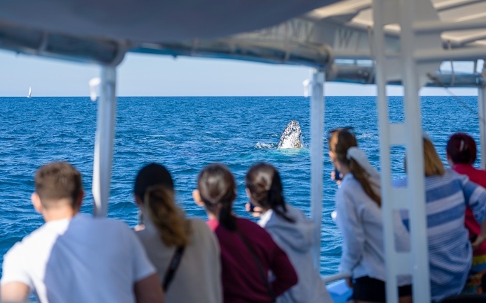 Tourists watching a whale breach from a boat on the Gold Coast.