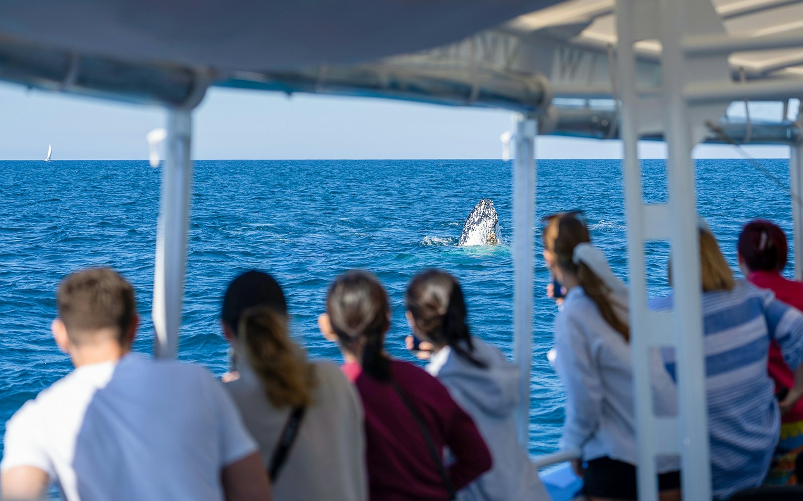 Tourists watching a whale breach from a boat on the Gold Coast.